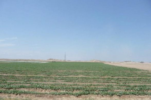 Young crop rows in desert farmland