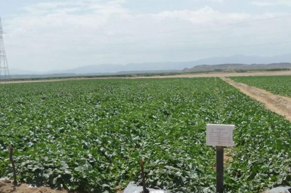 Dense crop field with trial sign