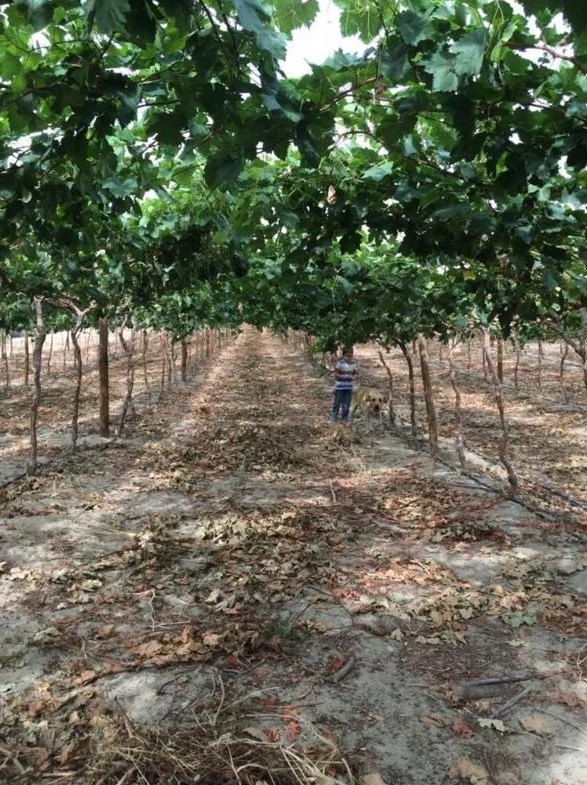 Table grape vineyard under pergola